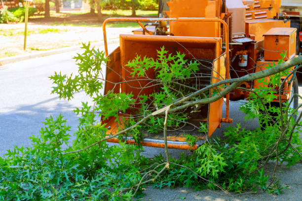 The Steps Involved in Our Tree Care Process in Bernie, MO